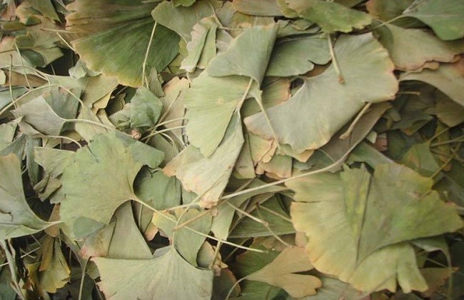 dried ginkgo leaves
