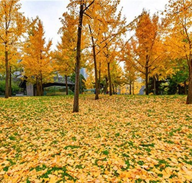 Kintai-ginkgo-forest