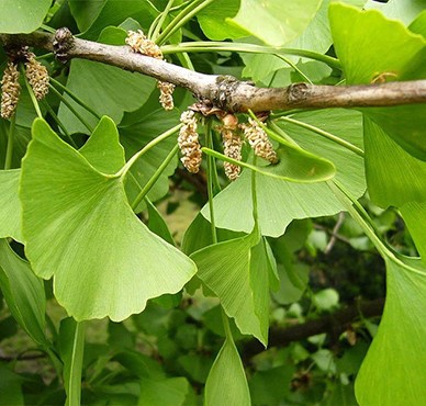 Fresh-ginkgo-leaves