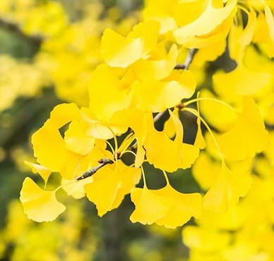 Golden-yellow-ginkgo-leaves