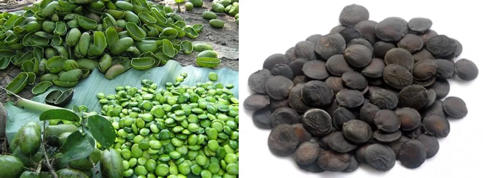 Ghana-Seeds Ghana-Seeds