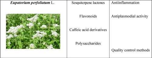 Boneset Extract lies in its multi-component multi-target synergistic effect Boneset Extract lies in its multi-component multi-target synergistic effect